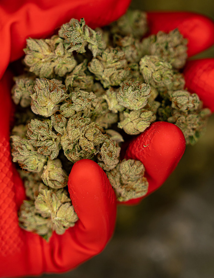 Kabunky-#9-strain-cured-cannabis-flowers
